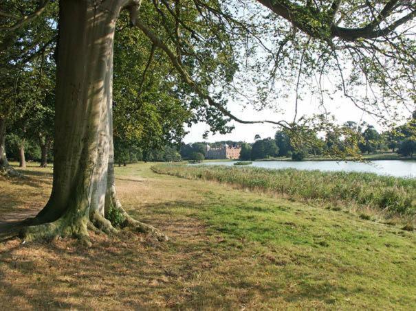 Walnut Tree * Aylsham